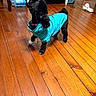 Novah Skye joined the competition — help win amazing prizes! animal, black_dog, cabinet, cozy, cute, dog, domestic, flooring, furniture, house, indoor, looking_up, pet, playful, small_dog, standing, toy, turquoise_jacket, water_bottles, wooden_floor