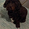 animal, black_dog, brown_eyes, carpet, curly_fur, deck, dog, fluffy, home, indoors, looking_at_camera, pet, photography, portrait, puppy, rug, sitting, small_dog, white_paw, wooden_floor
