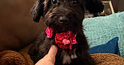 Novah Skye is registered to the contest to win money with this photo: black_fur, blanket, blue_cushion, brown_blanket, collar, couch, cozy, curious, cushion, dog, furry, hand, home_interior, indoor, lamp, pet, puppy, red_bow, sitting, small_dog