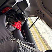 Novah Skye joined the competition — help win amazing prizes! black_dog, blanket, car_interior, car_seat, curious, daytime, dog, fur, leash, pet, red_blanket, resting, road, seat_cover, seatbelt, sky, travel, trees, vehicle, window