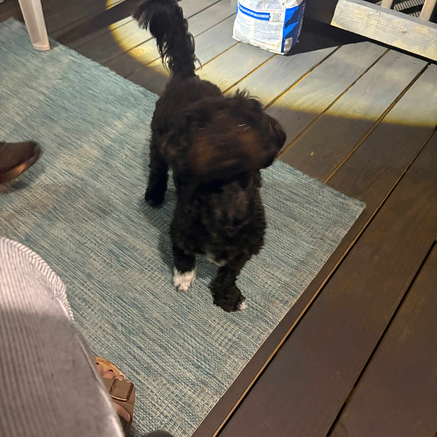 Novah Skye is registered to the contest to win money with this photo: animal, backyard, black_dog, chair, curly_fur, deck, dog, dog_food, food_bag, home, outdoor, patio, pet, portrait, puppy, rug, standing, tail, white_paw, wooden_floor