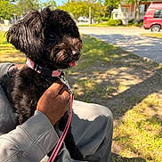 Novah Skye joined the competition — help win amazing prizes! black_dog, blue_sky, collar, cute, dog, grass, hand, house, leash, outdoor, person, pet, relaxing, shadow, sitting, street, summer, sunlight, tongue_out, tree