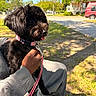 black_dog, blue_sky, collar, cute, dog, grass, hand, house, leash, outdoor, person, pet, relaxing, shadow, sitting, street, summer, sunlight, tongue_out, tree