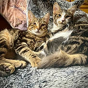 Ariane Et Athéna a rejoint le concours — aidez-le/la à gagner de superbes lots ! cat, tabby_cat, animal, pet, feline, fur, whiskers, ears, eyes, paws, blanket, cozy, indoor, resting, cuddle, soft_texture, sleepy, companion, cute, relaxed