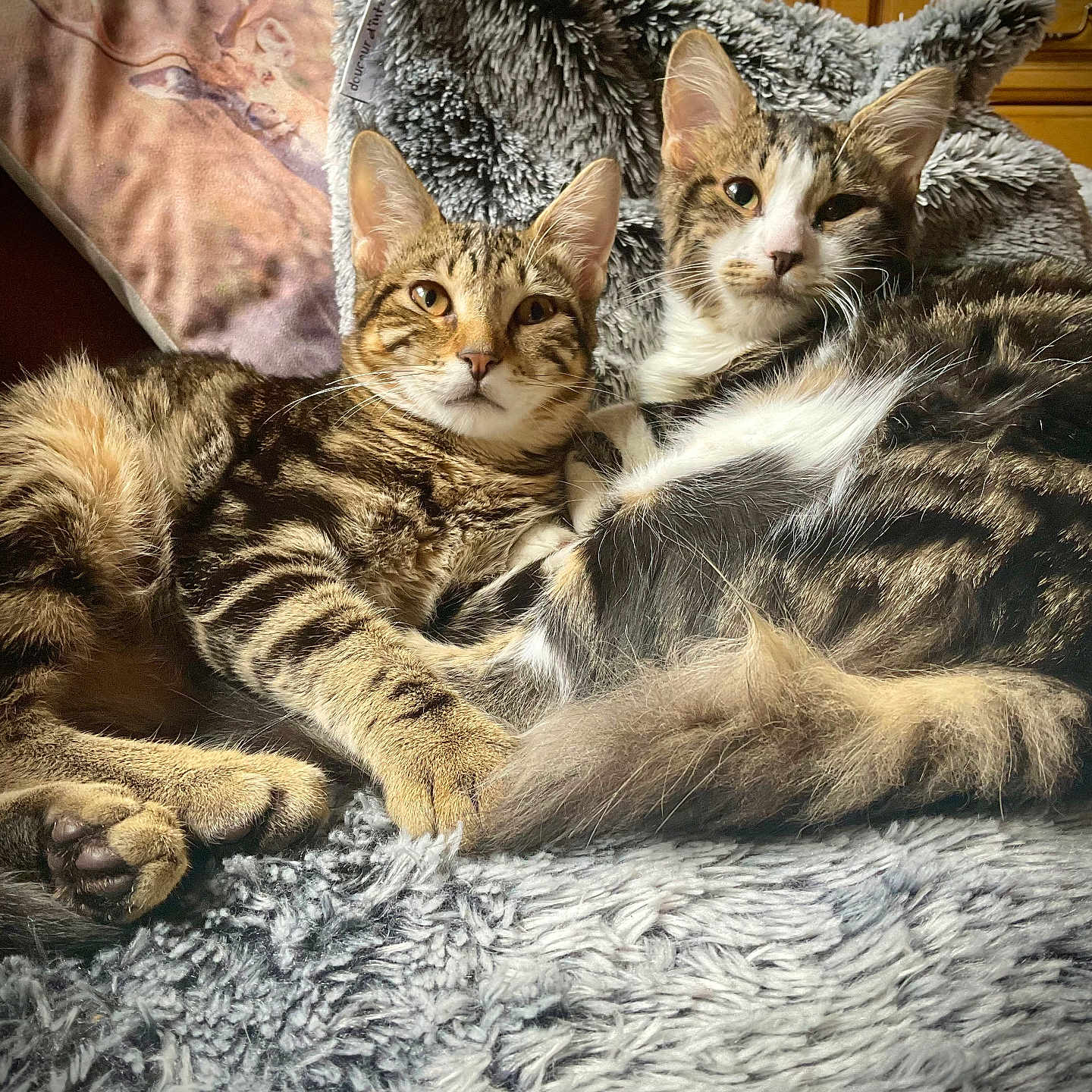 Ariane Et Athéna a rejoint le concours — aidez-le/la à gagner de superbes lots ! animal, blanket, cat, companion, cozy, cuddle, cute, ears, eyes, feline, fur, indoor, paws, pet, relaxed, resting, sleepy, soft_texture, tabby_cat, whiskers