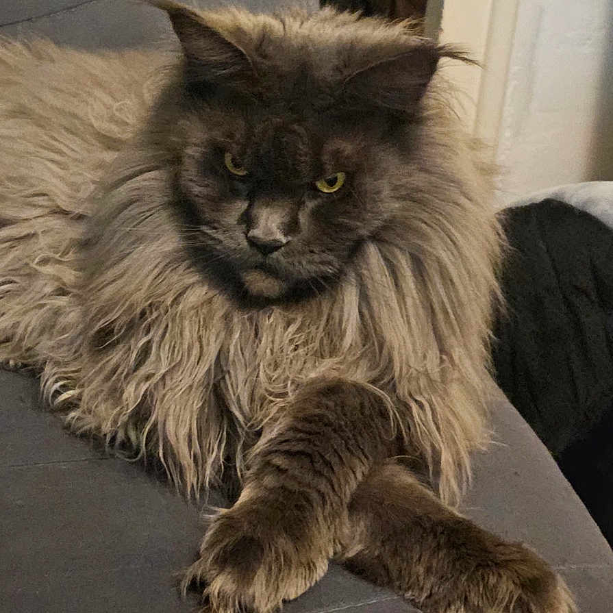 Tina a rejoint le concours — aidez-le/la à gagner de superbes lots ! angora, animal, architecture, armchair, cat, chair, couch, face, furniture, head, homedecor, indoors, interiordesign, kitten, manx, person, pet, photography, portrait, wood