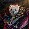 Suri is registered to the contest to win money with this photo: dog, small_dog, fluffy, white_fur, pet, animal, face, eyes, tongue, portrait, blanket, cozy, bed, cushion, indoors, sitting, colorful, warm_lighting, closeup, cute