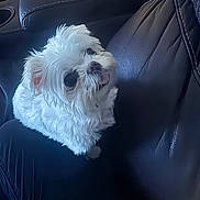 Suri joined the competition — help win amazing prizes! dog, white_dog, fluffy, small_dog, pet, animal, car, car_interior, leather_seat, passenger_seat, riding_shotgun, portrait, closeup, fur, tongue, pink_tongue, looking_up, cute, indoors, travel