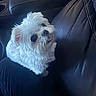 dog, white_dog, fluffy, small_dog, pet, animal, car, car_interior, leather_seat, passenger_seat, riding_shotgun, portrait, closeup, fur, tongue, pink_tongue, looking_up, cute, indoors, travel