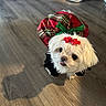Suri joined the competition — help win amazing prizes! dog, small_dog, fluffy, white_fur, festive, christmas, plaid_outfit, red_bow, pet, indoors, wooden_floor, standing, looking_up, cute, shih_tzu, toy_breed, fashionable, holiday, sneakers, portrait