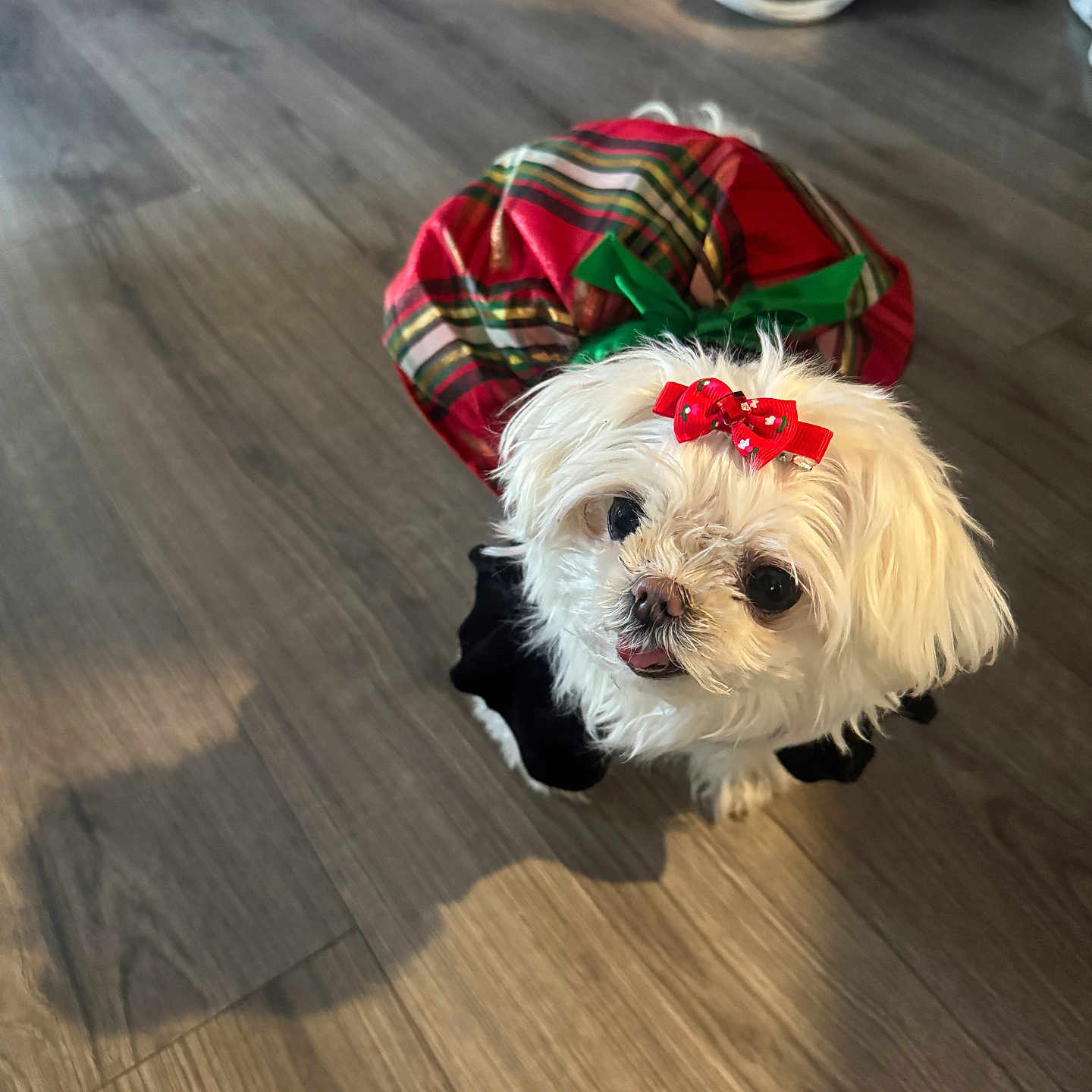 Suri