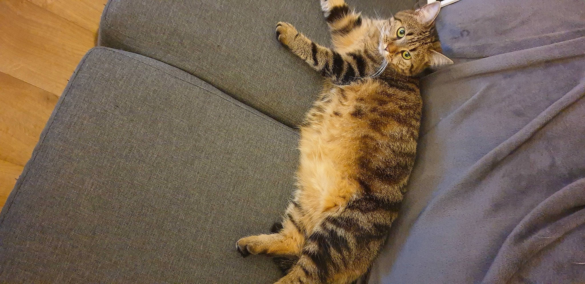 Bobo participe au concours pour gagner de l'argent avec cette photo : carnivore, cat, claw, comfort, couch, domestic_short_haired_cat, fawn, felidae, fur, nap, paw, small_to_medium_sized_cats, snout, tail, terrestrial_animal, whiskers