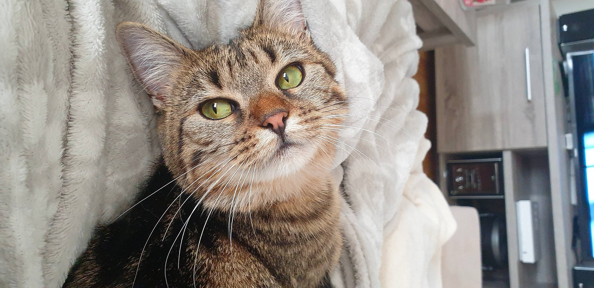 Bobo a rejoint le concours — aidez-le/la à gagner de superbes lots ! carnivore, cat, close_up, domestic_short_haired_cat, door, eye, felidae, fur, small_to_medium_sized_cats, snout, terrestrial_animal, tree, whiskers, wildlife, window