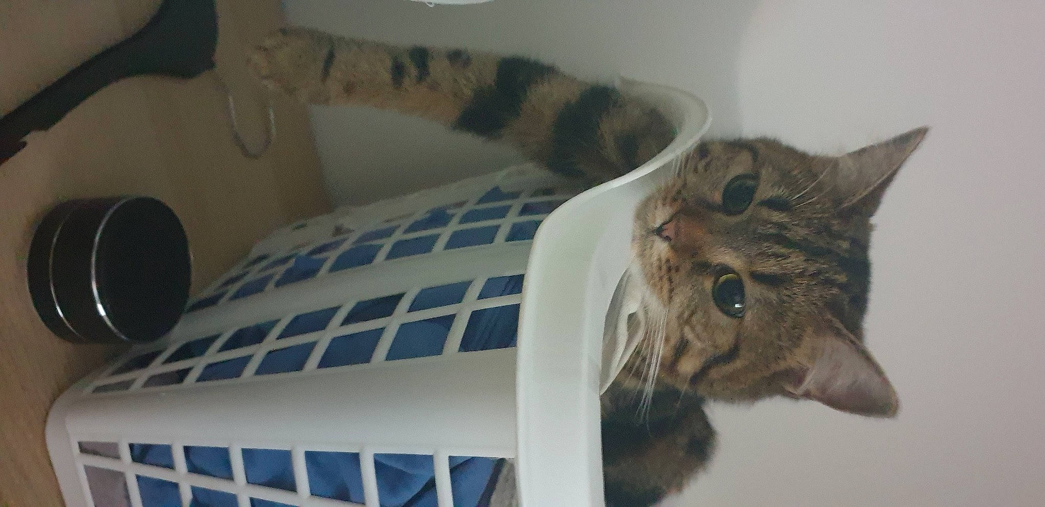 Bobo a rejoint le concours — aidez-le/la à gagner de superbes lots ! blue_and_white_porcelain, carnivore, cat, cat_supply, ceramic, cup, domestic_short_haired_cat, drinkware, felidae, fur, linens, pattern, pet_supply, porcelain, room, serveware, small_to_medium_sized_cats, tail, terrestrial_animal, whiskers