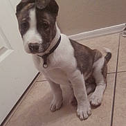 Conejito Poom Poom is registered to the contest to win money with this photo: puppy, dog, pet, sitting, portrait, indoors, tile_floor, hallway, brown_and_white, floppy_ears, collar, tag, short_hair, cute, curious, animal, canine, home, door, floor