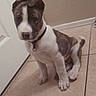 puppy, dog, pet, sitting, portrait, indoors, tile_floor, hallway, brown_and_white, floppy_ears, collar, tag, short_hair, cute, curious, animal, canine, home, door, floor