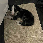 Arrow a rejoint le concours — aidez-le/la à gagner de superbes lots ! puppy, dog, blue_eyes, black_and_white, lying_down, rug, indoor, floor, curious, pet, animal, young_dog, looking_up, texture, home, cozy, flooring, mat, domestic_animal, canine