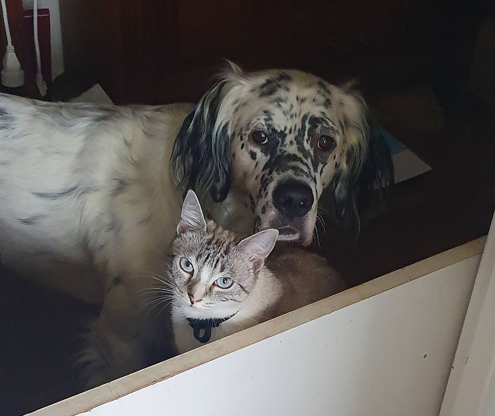 Ogham a rejoint le concours — aidez-le/la à gagner de superbes lots ! american_shorthair, canidae, carnivore, cat, dog, dog_breed, egyptian_mau, english_setter, european_shorthair, felidae, mammal, retriever, setter, small_to_medium_sized_cats, sporting_group, tabby_cat, whiskers