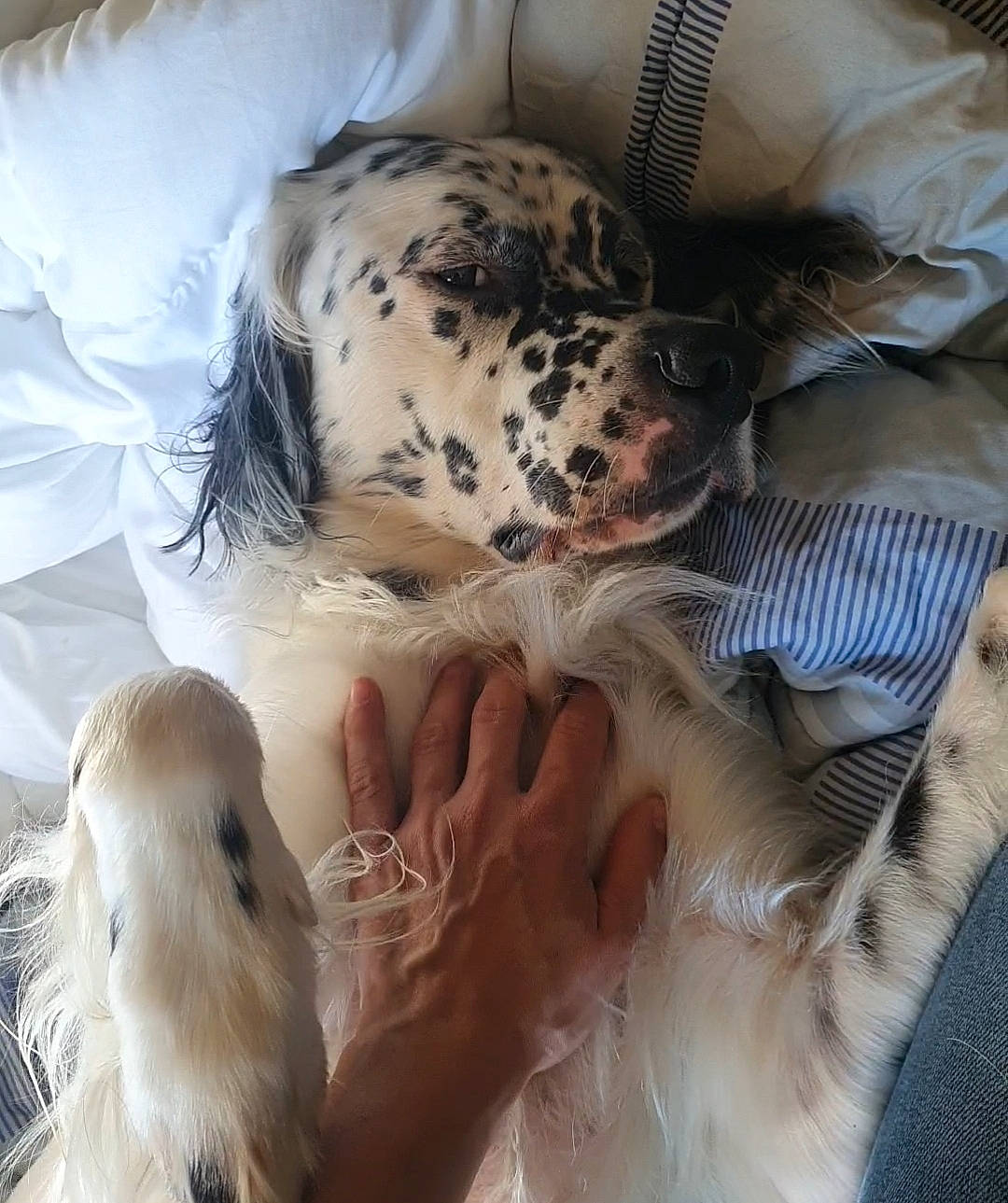 Ogham a rejoint le concours — aidez-le/la à gagner de superbes lots ! canidae, carnivore, companion_dog, dalmatian, dog, dog_breed, english_setter, fawn, fur, nap, non_sporting_group, puppy, puppy_love, retriever, setter, snout, sporting_group, whiskers