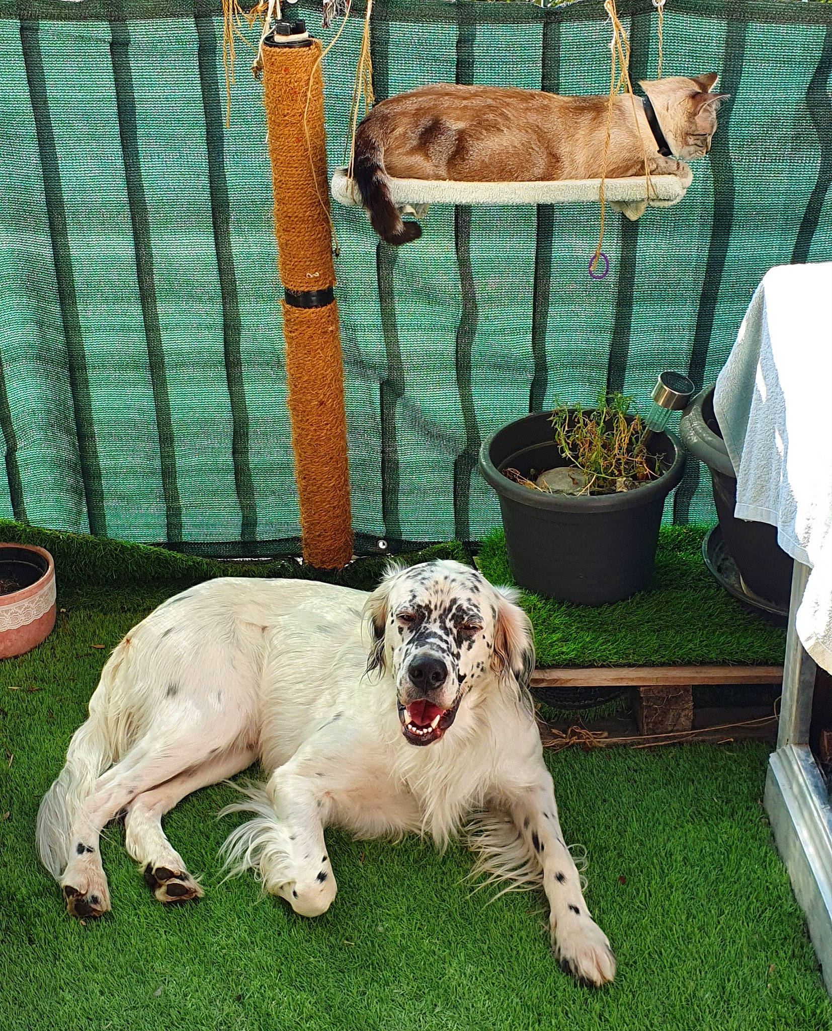 Ogham a rejoint le concours — aidez-le/la à gagner de superbes lots ! canidae, carnivore, companion_dog, dog, dog_breed, fawn, grass, mammal, pointer, puppy, sporting_group, vertebrate