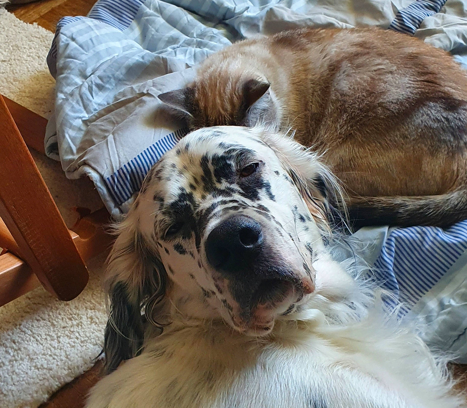 Ogham participe au concours pour gagner de l'argent avec cette photo : canidae, carnivore, cocker_spaniel, companion_dog, dog, dog_breed, english_cocker_spaniel, english_setter, fur, irish_setter, mammal, nap, puppy_love, retriever, setter, snout, spaniel, sporting_group, whiskers