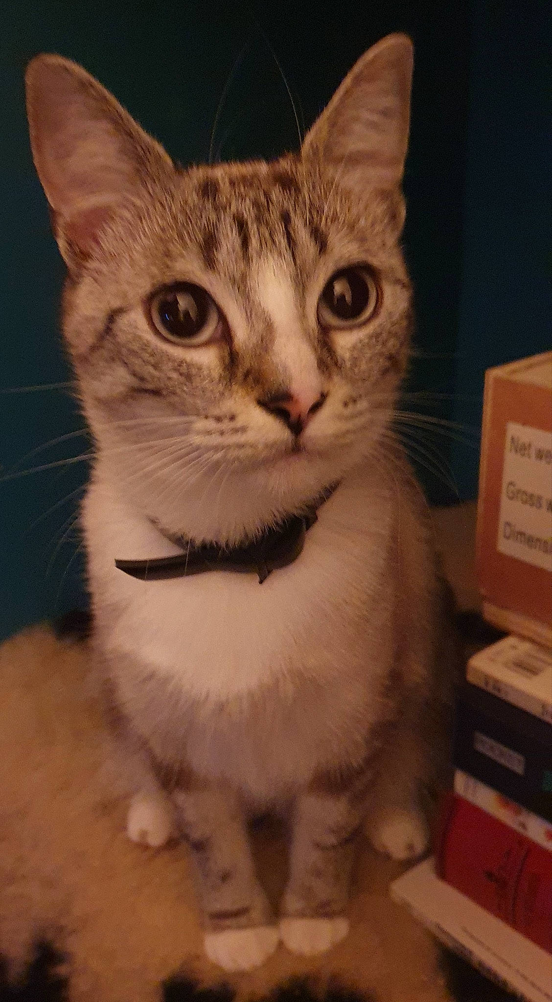 Parmina participe au concours pour gagner de l'argent avec cette photo : aegean_cat, american_shorthair, american_wirehair, arabian_mau, asian, australian_mist, burmilla, carnivore, cat, domestic_short_haired_cat, european_shorthair, felidae, german_rex, kitten, mammal, ojos_azules, small_to_medium_sized_cats, sokoke, vertebrate, whiskers