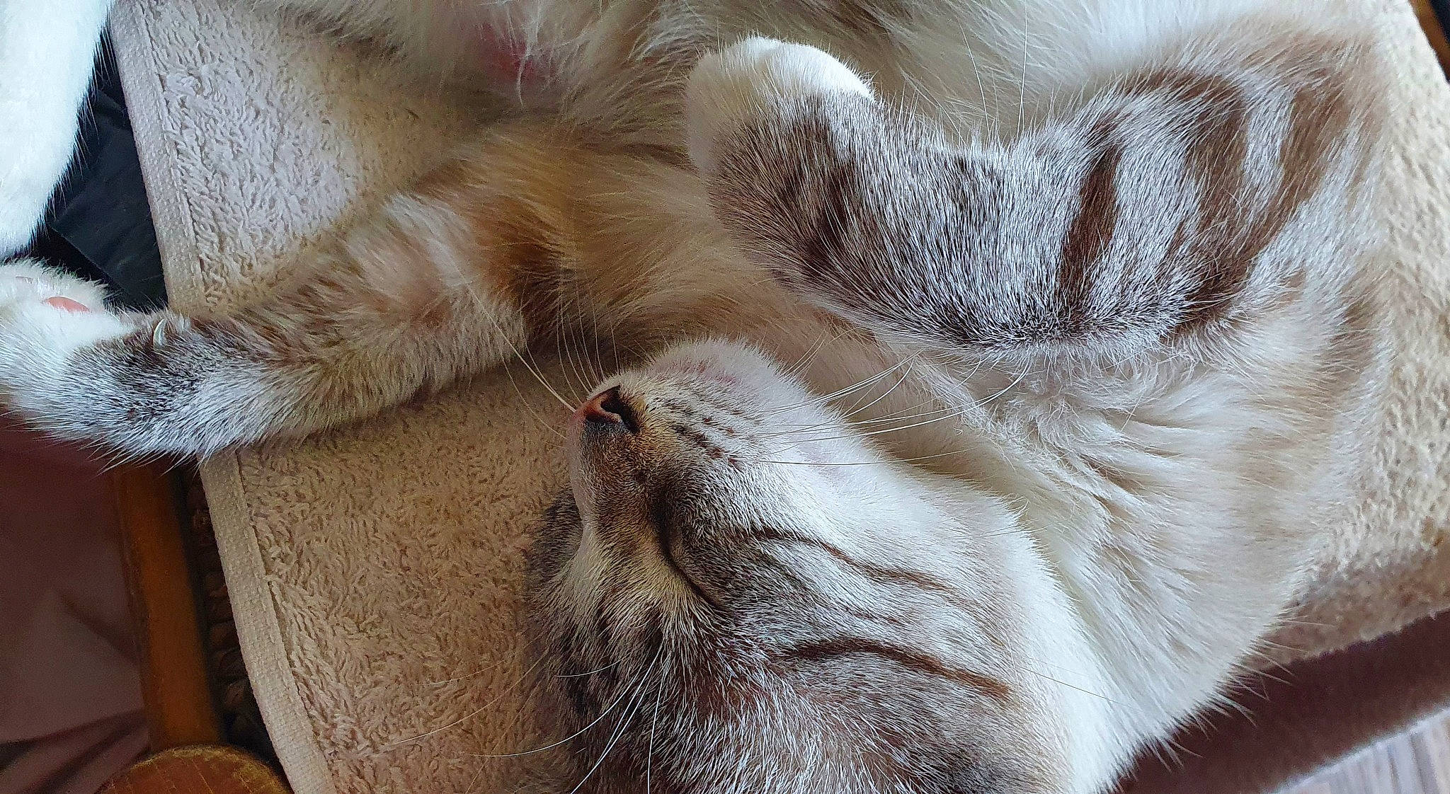 Parmina participe au concours pour gagner de l'argent avec cette photo : asian, carnivore, cat, claw, close_up, ear, fawn, felidae, fur, nap, paw, small_to_medium_sized_cats, snout, tail, whiskers