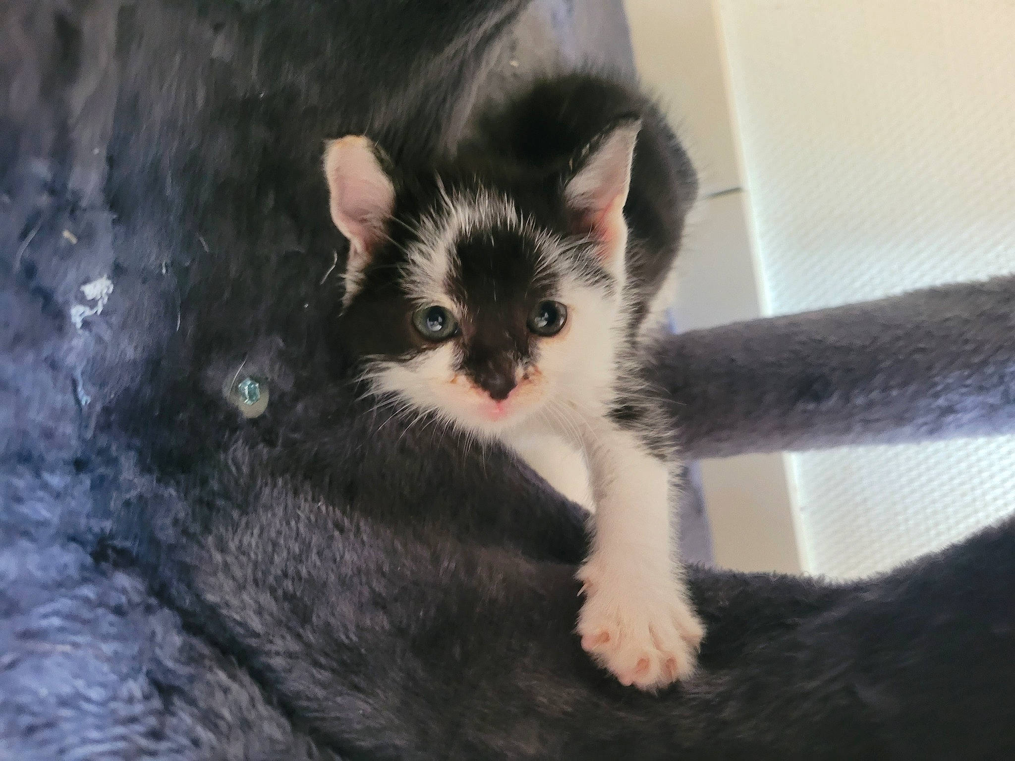 Stella participe au concours pour gagner de l'argent avec cette photo : carnivore, cat, cat_furniture, claw, domestic_short_haired_cat, eye, felidae, fur, paw, sitting, small_to_medium_sized_cats, snout, tail, water, whiskers