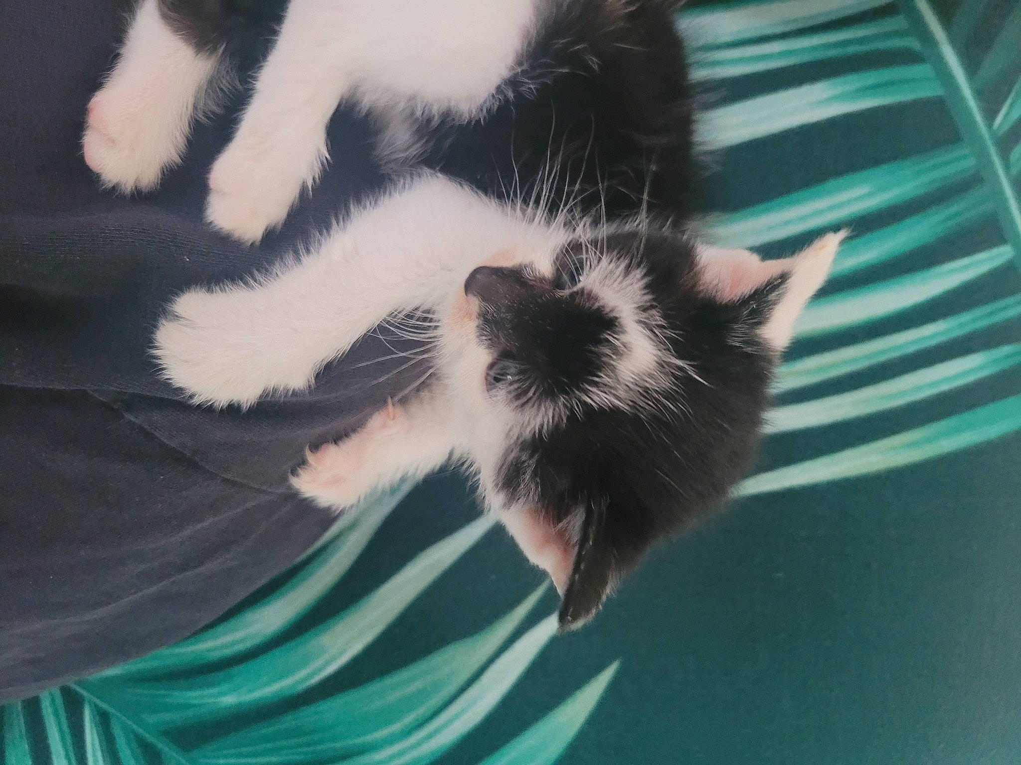 Stella a rejoint le concours — aidez-le/la à gagner de superbes lots ! canidae, carnivore, cat, claw, comfort, dog_breed, domestic_short_haired_cat, electric_blue, felidae, foot, fur, nap, paw, small_to_medium_sized_cats, snout, sporting_group, tail, terrestrial_animal, whiskers