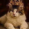 cat, crown, regal, pet, animal, feline, portrait, indoor, close_up, fluffy, whiskers, gold, jewelry, relaxed, laying_down, domestic_cat, cute, orange_eyes, soft_lighting, majestic