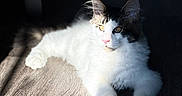 Muezza joined the competition — help win amazing prizes! cat, feline, pet, white_fur, gray_fur, golden_eyes, pink_nose, wooden_floor, sunlight, shadow, indoor, relaxed, lying_down, fluffy, cute, animal, domestic_cat, whiskers, ears, cozy