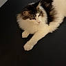 Muezza joined the competition — help win amazing prizes! cat, fluffy, white, brown, animal, pet, feline, relaxed, laying, indoor, black_surface, curious, calm, fur, whiskers, ears, paw, side_view, domestic_animal, quiet