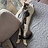 Muezza is registered to the contest to win money with this photo: cat, feline, indoor, couch, blanket, stretching, curious, cozy, fur, pet, relaxed, home, window, box, texture, animal, whiskers, tail, paws, resting