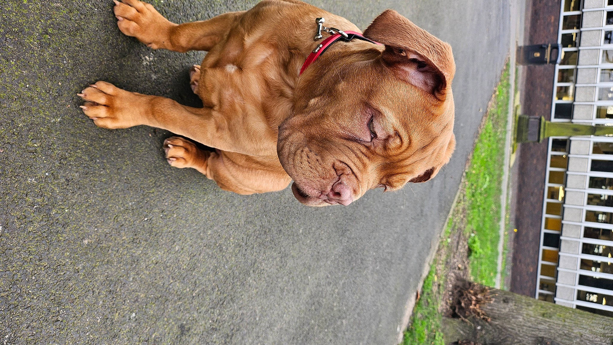 Roxy is registered to the contest to win money with this photo: art, canidae, carnivore, chainsaw_carving, companion_dog, dog, dog_breed, fawn, felidae, fur, grass, liver, plant, sculpture, sporting_group, statue, tree, wood, wrinkle