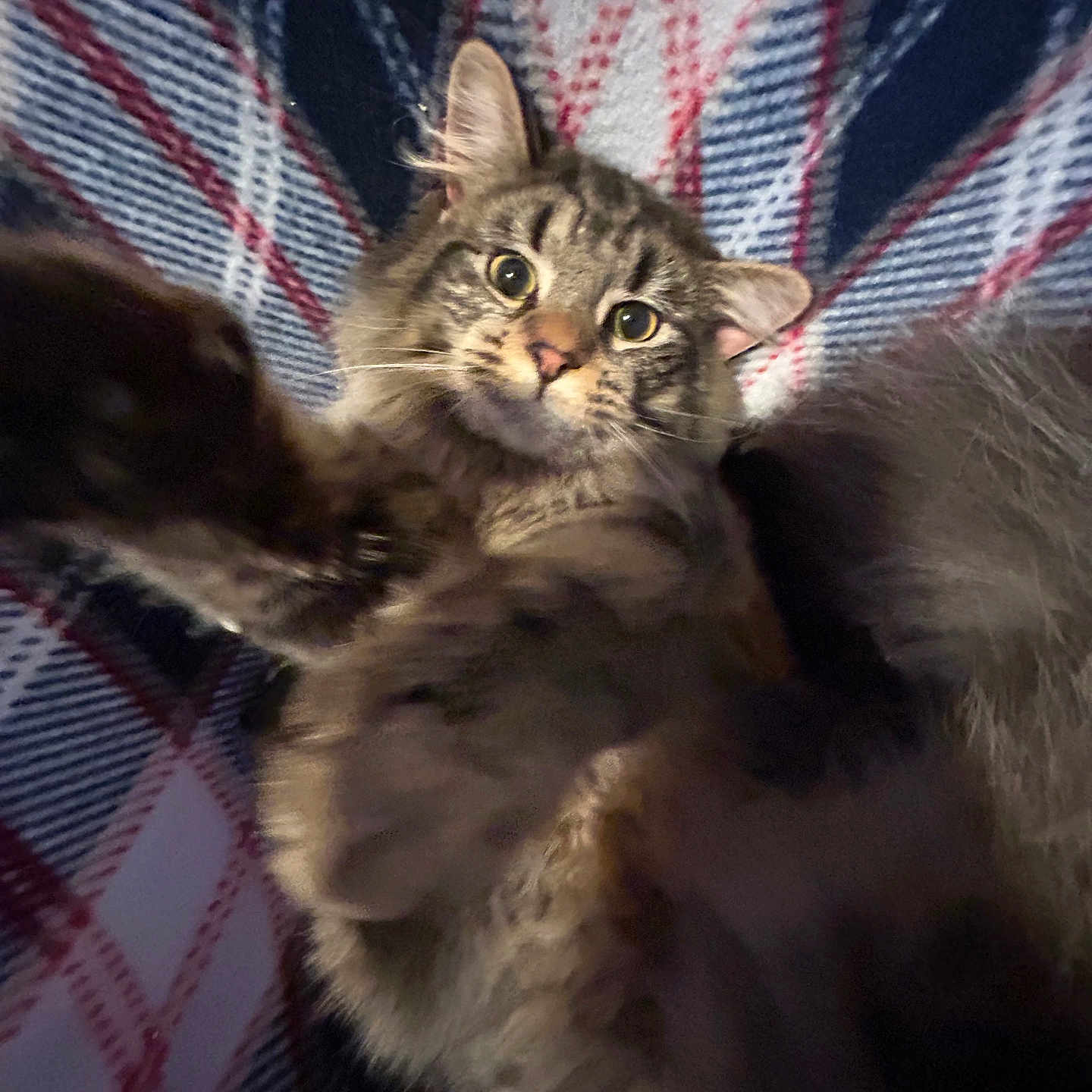 Mr.kitty joined the competition — help win amazing prizes! abyssinian, angora, animal, blanket, cat, chair, couch, face, furniture, head, kitten, manx, person, pet, photography, portrait, quilt, siamese, sleeping, urban