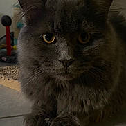 Moka participe au concours pour gagner de l'argent avec cette photo : cat, fluffy, grey, indoor, pet, animal, feline, portrait, floor, closeup, whiskers, ears, paws, eyes, domestic, cute, mammal, soft, calm, quiet