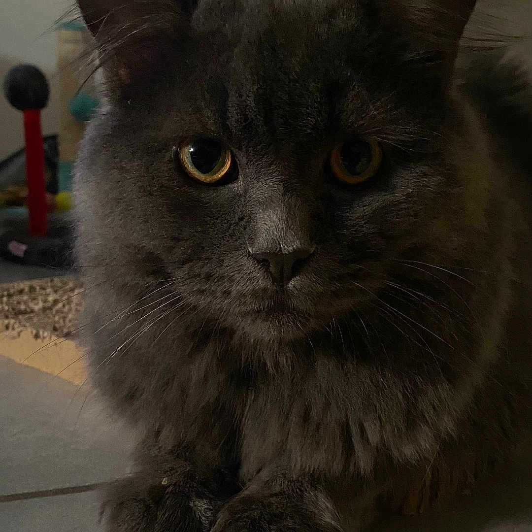Moka participe au concours pour gagner de l'argent avec cette photo : cat, fluffy, grey, indoor, pet, animal, feline, portrait, floor, closeup, whiskers, ears, paws, eyes, domestic, cute, mammal, soft, calm, quiet