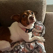 Annie joined the competition — help win amazing prizes! animal, blanket, brown_and_white, collar, comfort, companion, couch, cozy, cute, dog, domestic_animal, furniture, indoor, looking_up, paw, pet, relaxing, resting, small_dog, texture