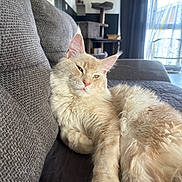 Charly a rejoint le concours — aidez-le/la à gagner de superbes lots ! cat, cat_tree, comfortable, couch, cozy, cream_colored, curtains, feline, fluffy, fur, gray, home_interior, indoor, lounging, paw, pet, relaxed, sunlight, whiskers, window