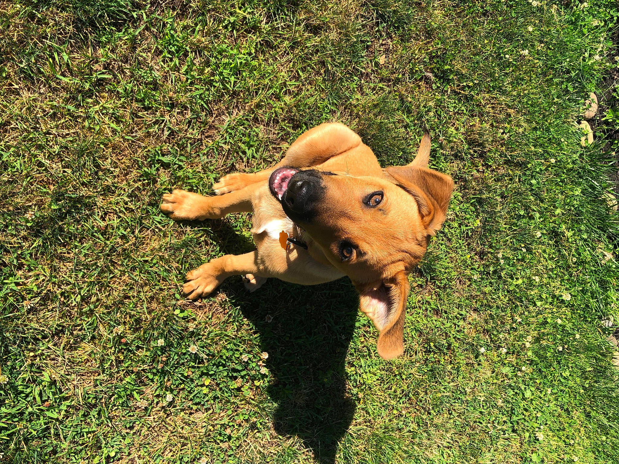 Thor joined the competition — help win amazing prizes! canidae, carnivore, companion_dog, dog, dog_breed, fawn, grass, happy, lawn, love, puppy, rhodesian_ridgeback, sky, sporting_group, summer