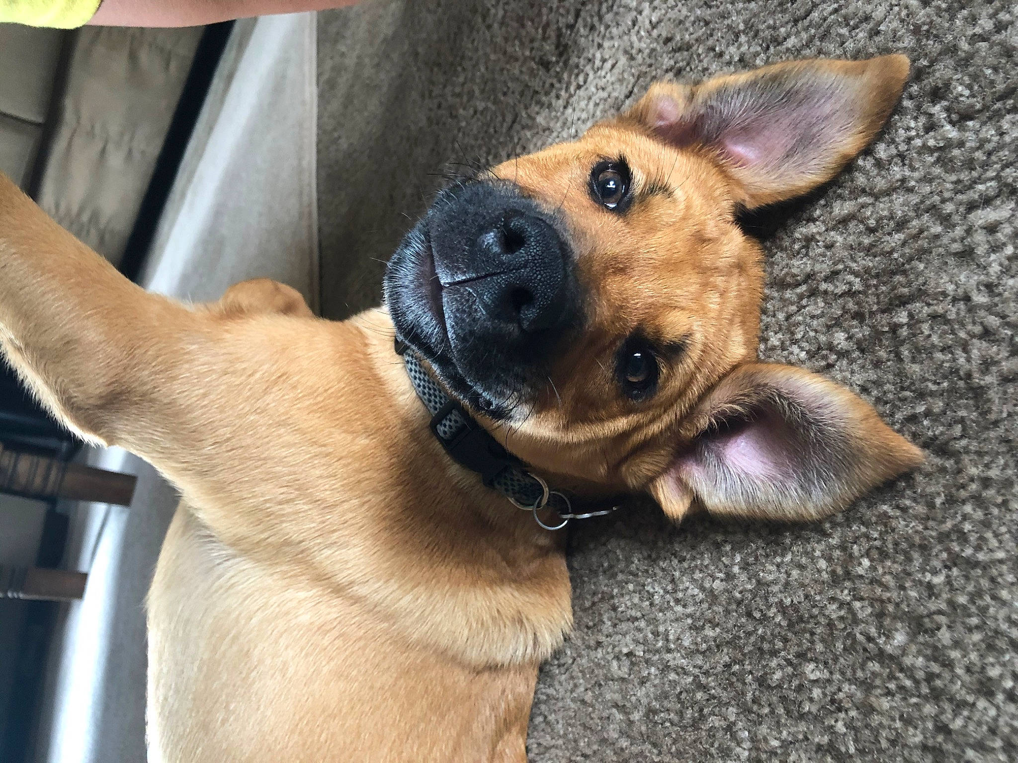 Thor joined the competition — help win amazing prizes! aspin, black_mouth_cur, canidae, carnivore, companion_dog, dog, dog_breed, ear, fawn, mammal, potcake_dog, puppy, snout, street_dog, vertebrate
