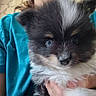 puppy, dog, fluffy, close_up, pet, cute, black_and_white, blue_eyes, person, hand, holding, teal_shirt, fur, indoors, portrait, animal, young, face, whiskers, nose