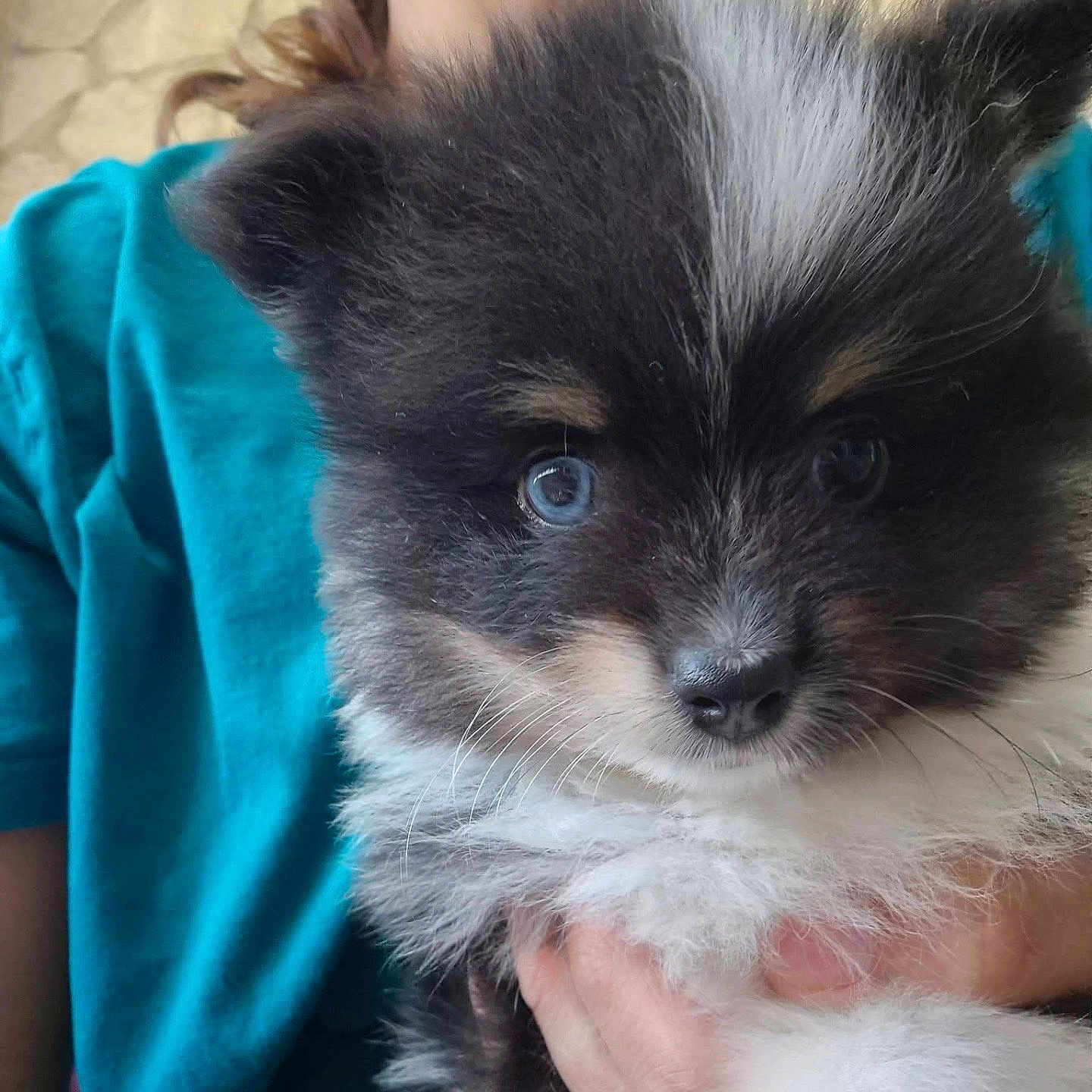 Pixel participe au concours pour gagner de l'argent avec cette photo : puppy, dog, fluffy, close_up, pet, cute, black_and_white, blue_eyes, person, hand, holding, teal_shirt, fur, indoors, portrait, animal, young, face, whiskers, nose