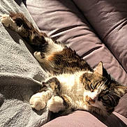 Nikita participe au concours pour gagner de l'argent avec cette photo : animal, architecture, bed, blanket, building, cat, chair, couch, cushion, furniture, homedecor, indoors, kitten, livingroom, manx, person, pet, quilt, room, sleeping