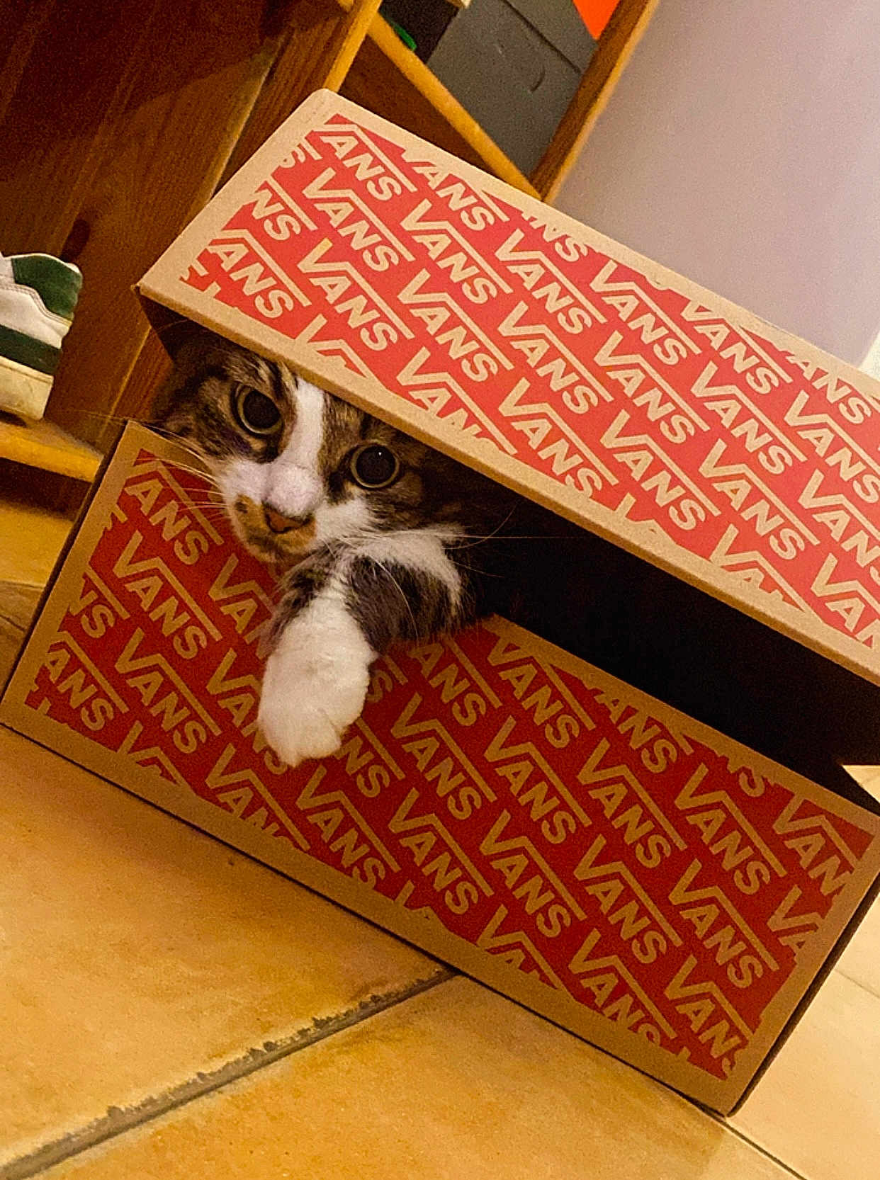 Nikita participe au concours pour gagner de l'argent avec cette photo : alloywheel, animal, box, car, cardboard, carton, carwheel, cat, hardwood, indoors, kitten, machine, manx, package, packagedelivery, person, pet, spoke, tire, wood