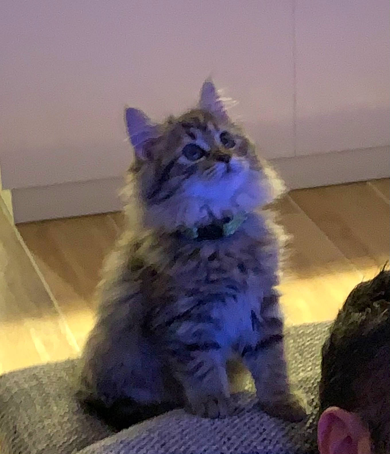 Cute a rejoint le concours — aidez-le/la à gagner de superbes lots ! asian_semi_longhair, british_semi_longhair, carnivore, cat, domestic_long_haired_cat, eye, felidae, fur, kitten, maine_coon, mammal, nebelung, norwegian_forest_cat, pixie_bob, ragamuffin, siberian, small_to_medium_sized_cats, snout, vertebrate, whiskers