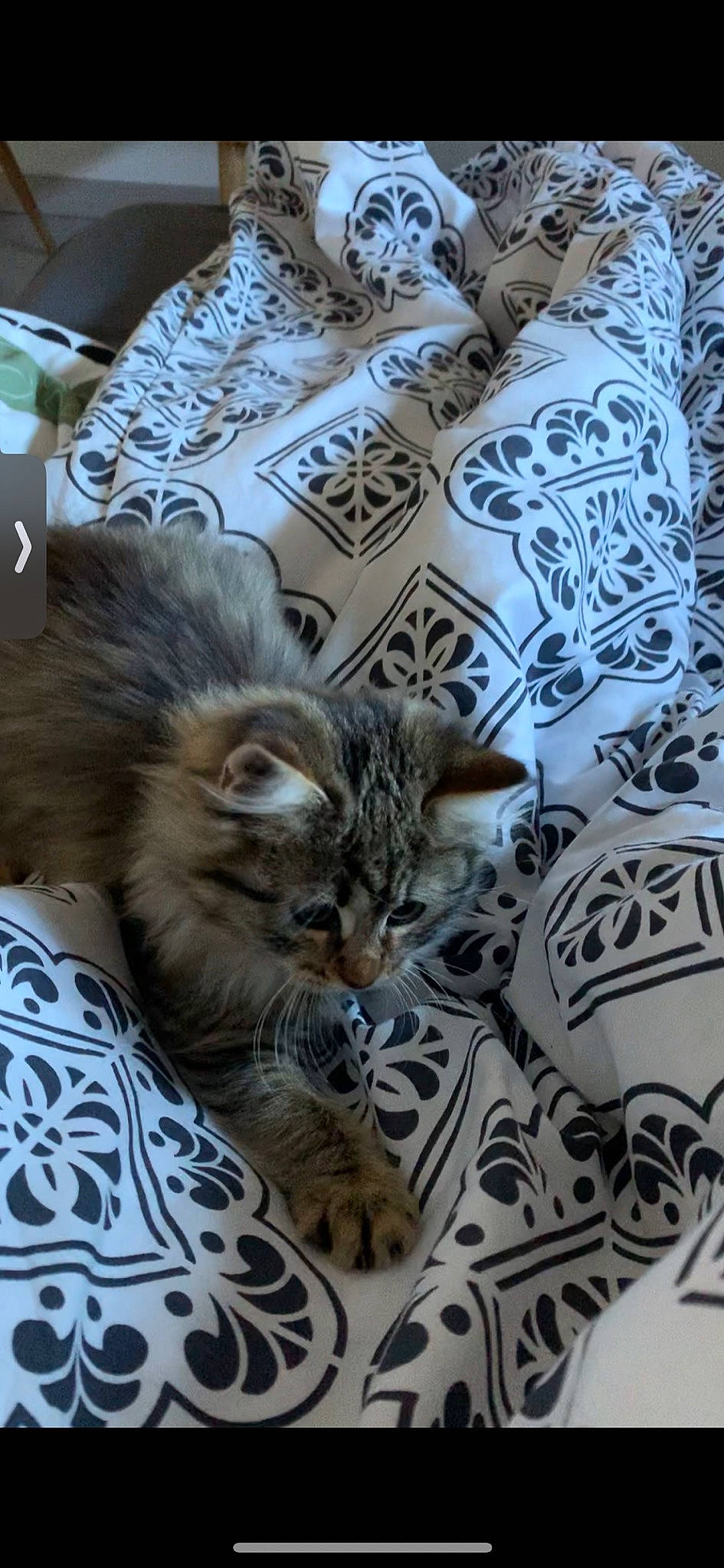 Cute a rejoint le concours — aidez-le/la à gagner de superbes lots ! american_curl, american_shorthair, asian, carnivore, cat, domestic_short_haired_cat, dragon_li, european_shorthair, felidae, fur, kitten, maine_coon, mammal, norwegian_forest_cat, pixie_bob, siberian, small_to_medium_sized_cats, tabby_cat, whiskers, wild_cat