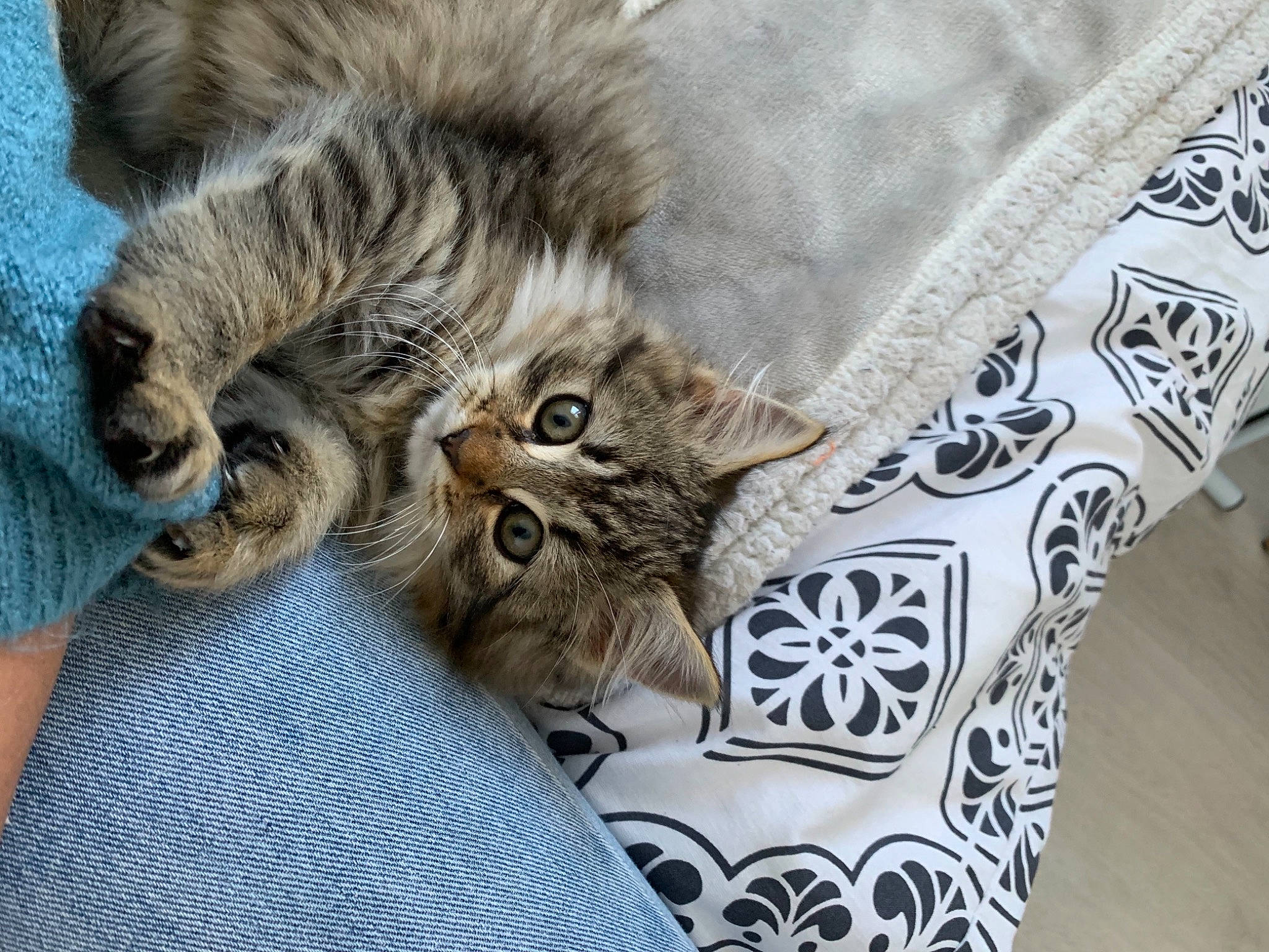 Cute a rejoint le concours — aidez-le/la à gagner de superbes lots ! asian, british_longhair, british_semi_longhair, carnivore, cat, domestic_long_haired_cat, dragon_li, european_shorthair, felidae, fur, kitten, maine_coon, mammal, norwegian_forest_cat, pixie_bob, polydactyl_cat, siberian, small_to_medium_sized_cats, tabby_cat, whiskers