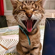 Alfa a rejoint le concours — aidez-le/la à gagner de superbes lots ! cat, tabby, tongue, yawning, mouth_open, whiskers, collar, indoor, table, laptop, patterned_surface, fur, pet, closeup, cute, domestic_cat, feline, striped, ears, animal