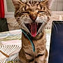 cat, tabby, tongue, yawning, mouth_open, whiskers, collar, indoor, table, laptop, patterned_surface, fur, pet, closeup, cute, domestic_cat, feline, striped, ears, animal